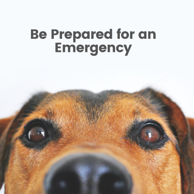 Pet Disaster Preparedness