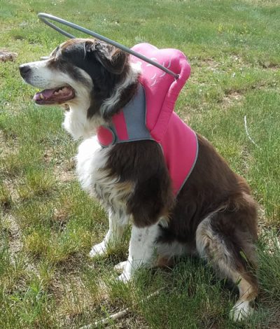 Muffin s Halo Guide for Blind Dogs The Classic Pooch